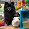 Veterinary Medicine