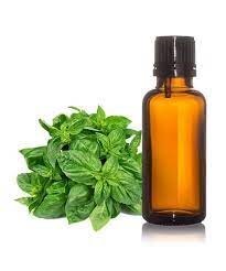 Basil Essential Oil 10 ml