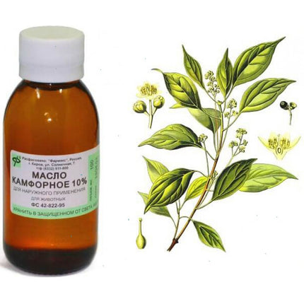 Bottle of camphor oil with a botanical illustration on a white background