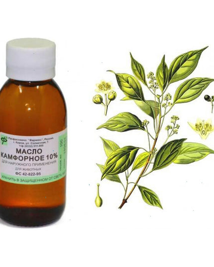 Bottle of camphor oil with a botanical illustration on a white background