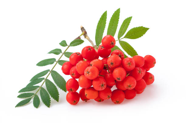 Red Rowan Berries Loose Herb 50 g (рябина красная, россыпью)